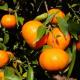 Finca rústica de Naranjos en Chiva